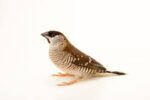 Cherry Finch Plum Head - Image 2