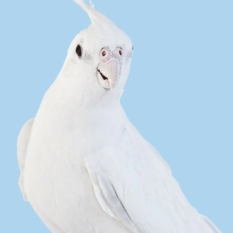 cockateil-white-albino-160357 Cockatiel White Albino - Image 1