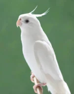 Cockatiel White Albino - Image 2