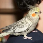 Cockatiel Pearl