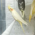 Cockatiel Yellow - Image 2