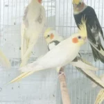 Cockatiel Yellow - Image 3