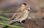 Desert Finch - Image 2