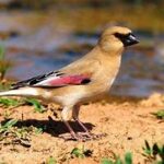 Desert Finch