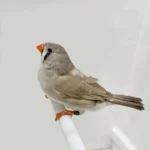 English Zebra Finch