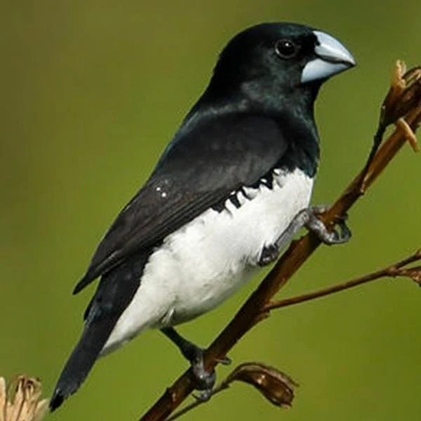 finch-black-and-white-mannikin-712567 Finch Black and White Mannikin - Image 1