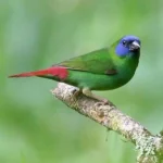 Parrot Finch Blue Faced
