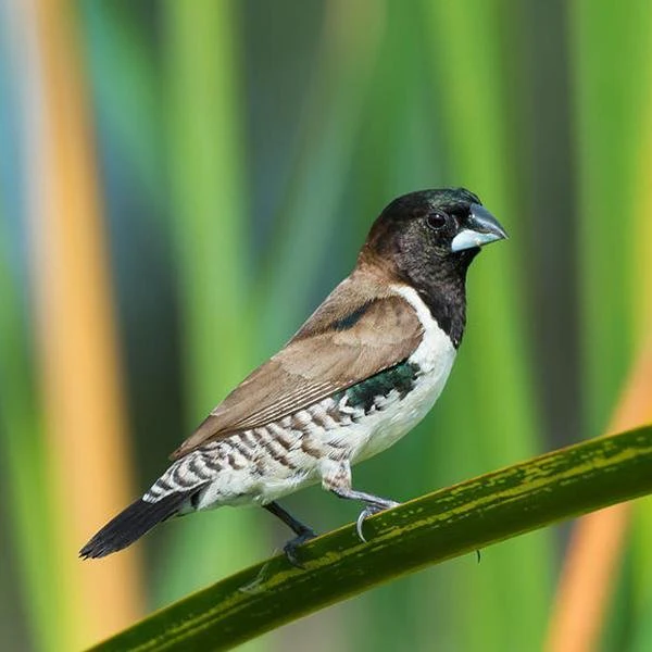 finch-bronze-wing-mannikin-739857 Finch Bronze Wing Mannikin - Image 1