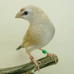 Cherry Finch Fawn