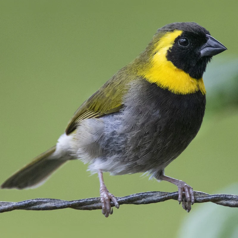 finch-cuban-melodious-702031 Cuban Melodious Finch - Image 1