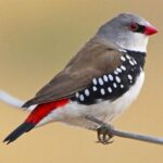 Diamond Firetail Finch