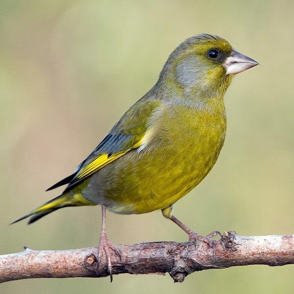 finch-european-green-974439 Finch European Green - Image 1