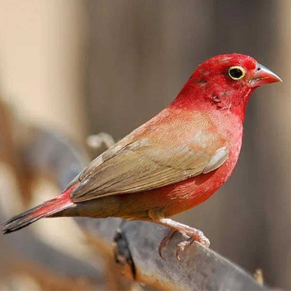 finch-fire-red-billed-214302 Fire Red Billed Finch - Image 1