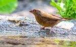 Fire Red Billed Finch - Image 2