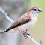 Finch Indian Silverbill
