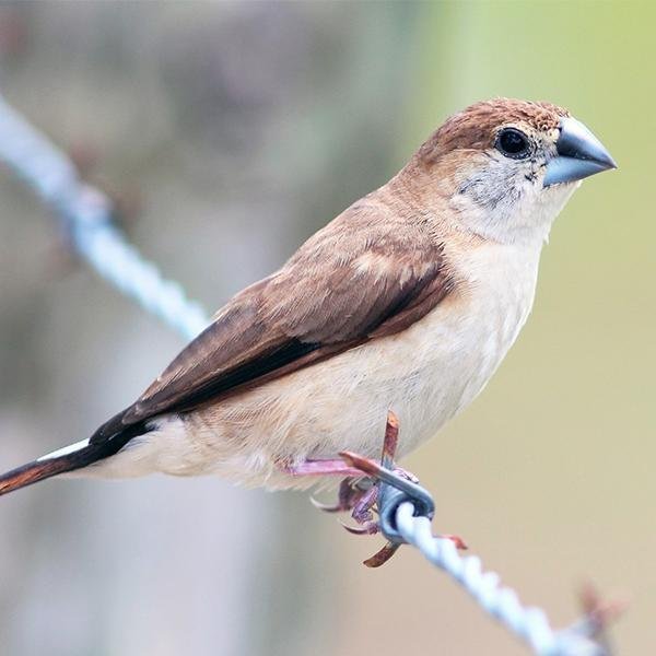 finch-indian-silverbill-441807 Finch Indian Silverbill - Image 1