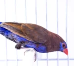 Finch Purple Grenadier - Image 2