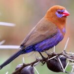 Finch Purple Grenadier