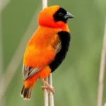 Orange Crowned Weave Young-UnColored