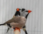 Shaft-Tail Finch - Image 2