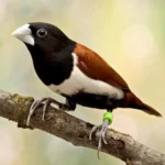 Finch Tri Colored Nun