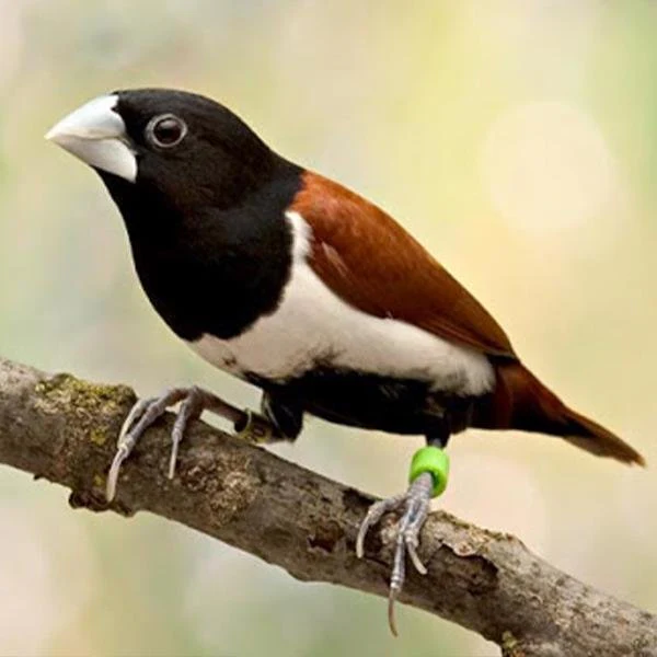 finch-tri-colored-nun-855837 Finch Tri Colored Nun - Image 1