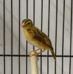 Finch Yellow Crowned Bishop - Image 2