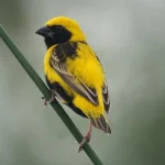 Finch Yellow Crowned Bishop