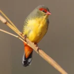 Gold Breasted Waxbill