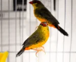 Gold Breasted Waxbill - Image 2