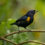 Golden-Sided Euphonia