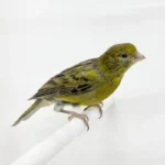 Canary Green - Image 2