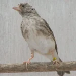 Grey Singer - Image 2