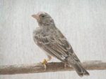Grey Singer
