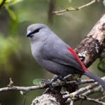 Grey Waxbill