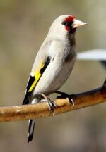 Himalaya Goldfinch - Image 2