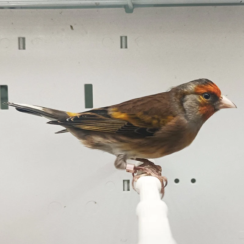 hybrid-canary-x-european-goldfinch-301688 Canary X European Goldfinch Hybrid - Image 1
