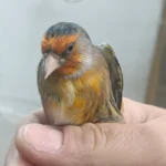 Canary X European Goldfinch Hybrid - Image 2
