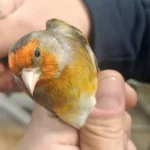Canary X European Goldfinch Hybrid - Image 3