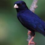 Indigo Bird