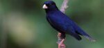 Indigo Bird