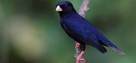 indigo-bird-336076 Indigo Bird - Image 1
