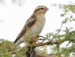 Indigo Bird - Image 2