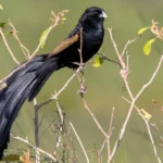 Jackson's Widowbird Wydah