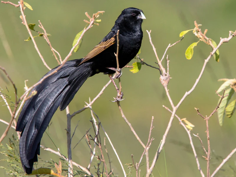 jacksons-widowbird-wydah-6816889 Jackson's Widowbird Wydah - Image 1