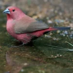 Jameson Firefinch