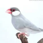 Java Finch Sparrow Silver
