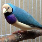 Lady Gouldian Finch - Blue Back - Image 2