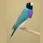 Lady Gouldian Finch - Blue Back