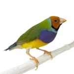 Lady Gouldian Finch - Orange Head Green Back
